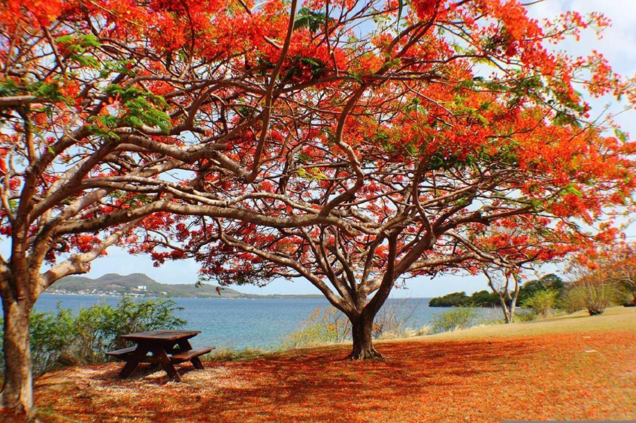 Imagine972 Martinique Bateau Hotel A Quai Le Marin 3 Cabines 3 Salles De Bains 6 Pers Maxi ภายนอก รูปภาพ